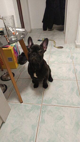 Bulldog francez de vanzare.