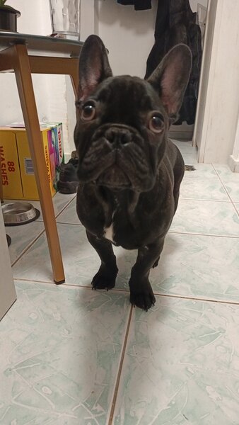 Bulldog francez de vanzare.