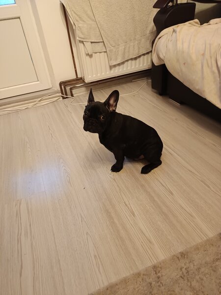 Bulldog francez de vanzare.
