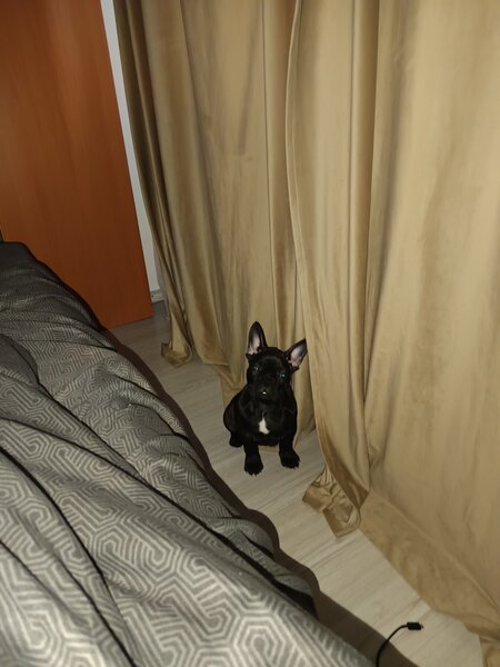 Bulldog francez de vanzare.