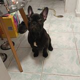 Bulldog francez de vanzare